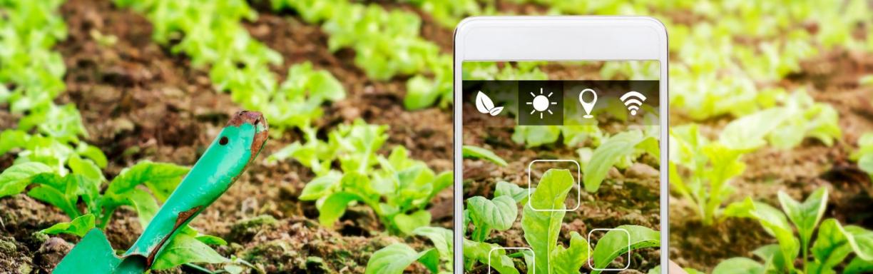 Someone taking a picture of agricultural land
