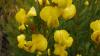bergtee_flower_james_puttick_gillian_mcgregor