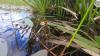papenkuils_wetland_world_wetlands_day_2022.jpg