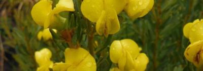 bergtee_flower_james_puttick_gillian_mcgregor