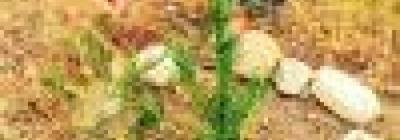landscape_lab_1.jpg