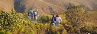 mcgregor_g.k._honeybush_mountains