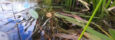 papenkuils_wetland_world_wetlands_day_2022.jpg